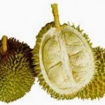 Sầu Riêng Chuồng Bò 1kg