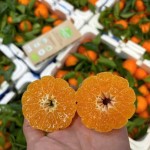 Quýt đương canh (cam canh)