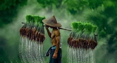 Chính sách Hỗ trợ Nông nghiệp Hữu cơ: Đẩy mạnh Sản xuất Sạch