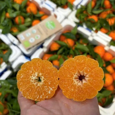 Quýt đương canh (cam canh)