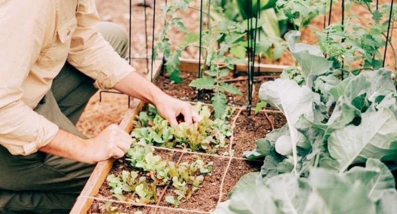 Canh tác hữu cơ: Hành trình từ nông trại đến bàn ăn