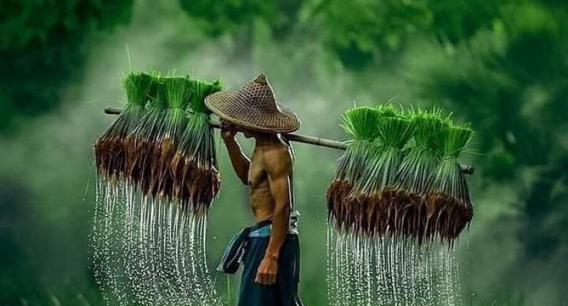 Chính sách Hỗ trợ Nông nghiệp Hữu cơ: Đẩy mạnh Sản xuất Sạch