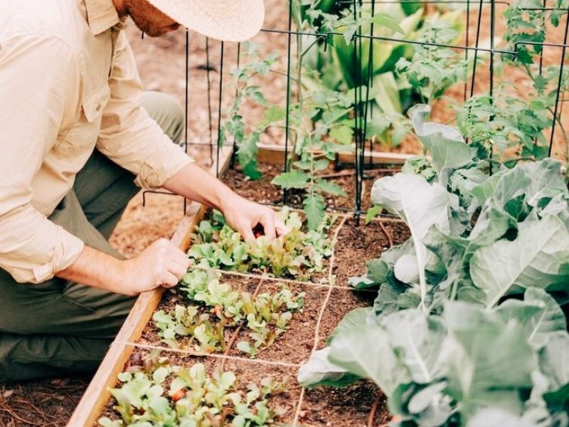 Canh tác hữu cơ: Hành trình từ nông trại đến bàn ăn
