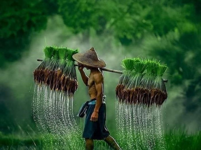 Chính sách Hỗ trợ Nông nghiệp Hữu cơ: Đẩy mạnh Sản xuất Sạch