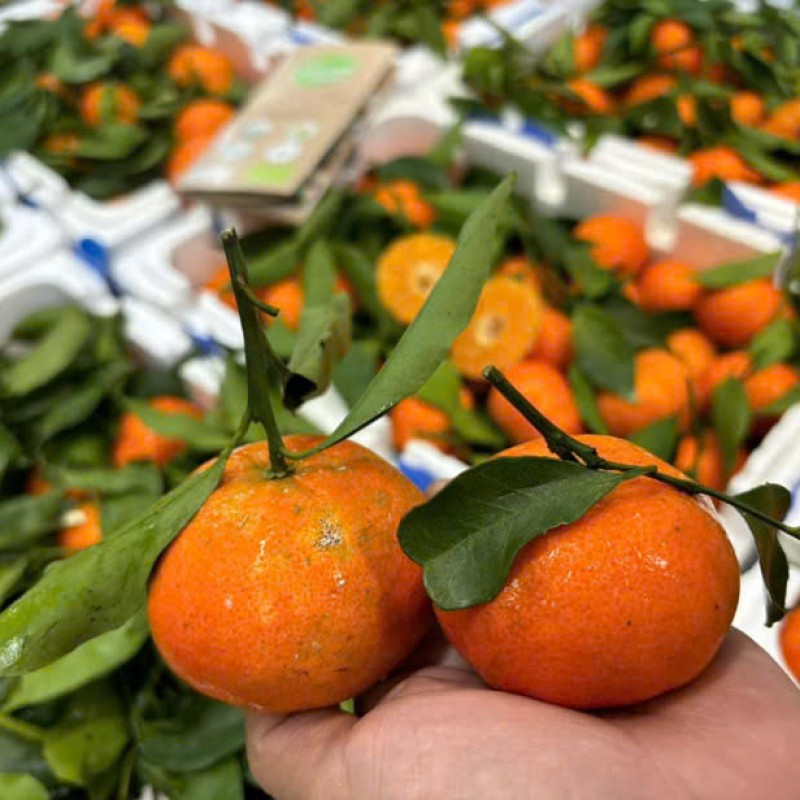 Quýt đương canh (cam canh)